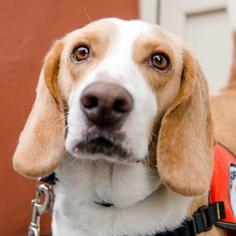 Beagle Dogs for adoption in New York City, NY, USA