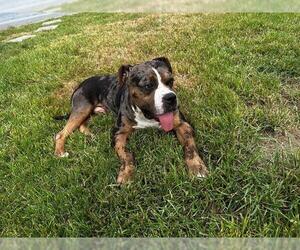 American Pit Bull Terrier-Unknown Mix Dogs for adoption in Houston, TX, USA