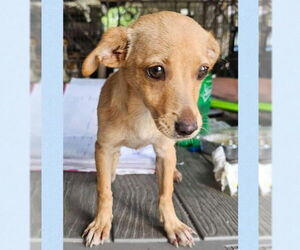 Boxer-Chihuahua Mix Dogs for adoption in Virginia Beach, VA, USA