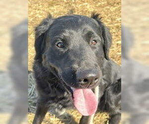 German Shepherd Dog-Retriever Mix Dogs for adoption in Evansville, IN, USA
