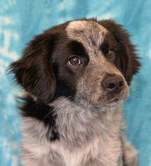 Medium Photo #1 Australian Shepherd-Unknown Mix Puppy For Sale in Eureka, CA, USA