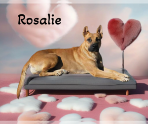 Black Mouth Cur-Unknown Mix Dogs for adoption in Phelan, CA, USA