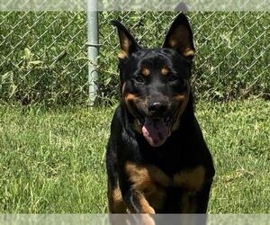 Rottweiler-Unknown Mix Dogs for adoption in Modesto, CA, USA