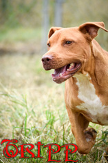 American Pit Bull Terrier-Unknown Mix Dogs for adoption in Tuskegee, AL, USA