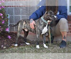 Boxer Dogs for adoption in Lacombe, LA, USA