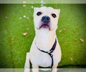 Black Mouth Cur-Boxer Mix Dogs for adoption in Orlando, FL, USA