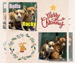 Chihuahua Dogs for adoption in Jeffersonville, GA, USA