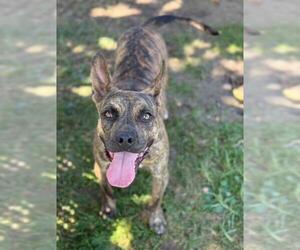 American Pit Bull Terrier-Unknown Mix Dogs for adoption in Riverside, CA, USA