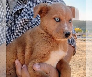 Australian Shepherd-Retriever  Mix Dogs for adoption in Pena Blanca, NM, USA