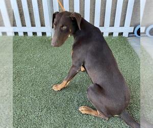 Doberman Pinscher Dogs for adoption in Modesto, CA, USA