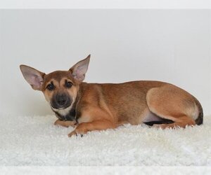 Miniature Pinscher-Unknown Mix Dogs for adoption in Oroville, CA, USA