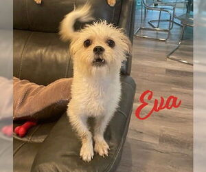 Shih Tzu-Unknown Mix Dogs for adoption in HOUSTON, TX, USA