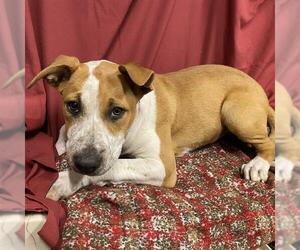 Mutt Dogs for adoption in Modesto, CA, USA