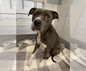 American Staffordshire Terrier Dogs for adoption in San Antonio, TX, USA