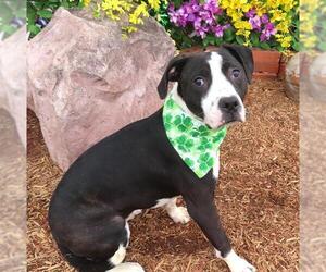 Pointer-Unknown Mix Dogs for adoption in Oklahoma City, OK, USA