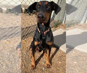 Doberman Pinscher Dogs for adoption in Virginia Beach, VA, USA