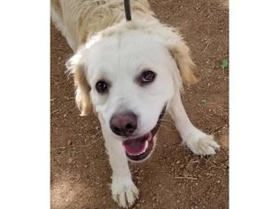 Golden Retriever Dogs for adoption in Henderson, NV, USA