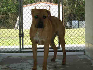 Medium Photo #1 Labrador Retriever Puppy For Sale in Green Cove Springs, FL, USA