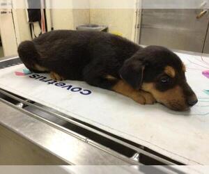 German Shepherd Dog Dogs for adoption in Riverside, CA, USA