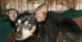 Miniature Pinscher Dogs for adoption in Hilton Head, SC, USA