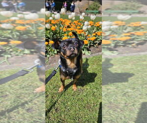 Chipin Dogs for adoption in San Francisco, CA, USA