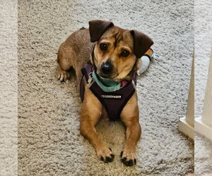 Chiweenie Dogs for adoption in Santa Clara, CA, USA