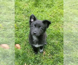 Australian Shepherd-Huskies Mix Dogs for adoption in Ball Ground, GA, USA