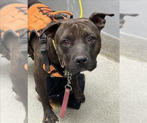 American Pit Bull Terrier-Unknown Mix Dogs for adoption in Las Vegas, NV, USA