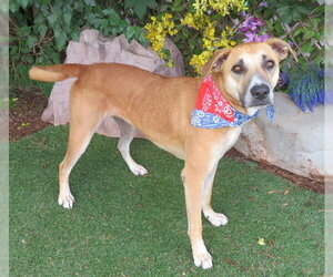 Black Mouth Cur-Unknown Mix Dogs for adoption in Oklahoma City, OK, USA