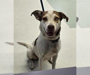 Pointer-Unknown Mix Dogs for adoption in Tallahassee, FL, USA