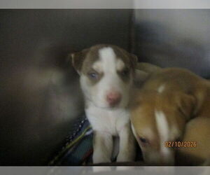 American Pit Bull Terrier-Siberian Husky Mix Dogs for adoption in Oklahoma City, OK, USA