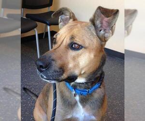 Mastador Dogs for adoption in Westminster, MD, USA