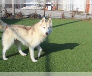 Siberian Husky Dogs for adoption in Toronto, Ontario, Canada