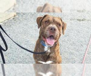Boxweiler Dogs for adoption in Rancho Cucamonga, CA, USA