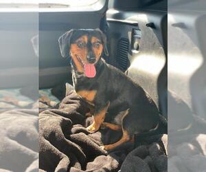 Dachshund-Unknown Mix Dogs for adoption in Myrtle Beach, SC, USA
