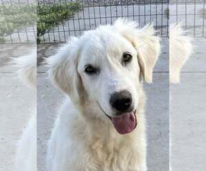 Great Pyrenees Dogs for adoption in Sandy, UT, USA