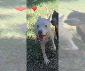 American Staffordshire Terrier-Unknown Mix Dogs for adoption in San Antonio, TX, USA