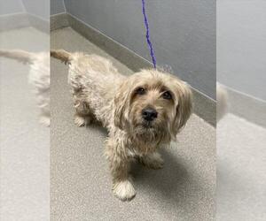 Mutt Dogs for adoption in Las Vegas, NV, USA