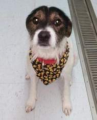Jack Russell Terrier-Unknown Mix Dogs for adoption in Gerrardstown, WV, USA