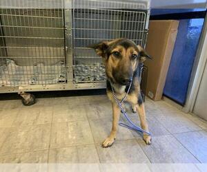 German Shepherd Dog-Unknown Mix Dogs for adoption in Grand Prairie, TX, USA