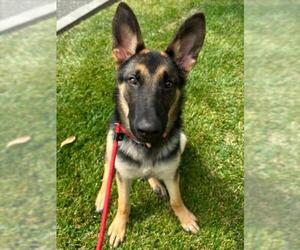 German Shepherd Dog Dogs for adoption in Woodland, CA, USA
