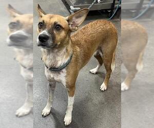 Basenji-Unknown Mix Dogs for adoption in Forestville, MD, USA