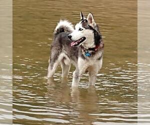 Siberian Husky Dogs for adoption in Evergreen, CO, USA