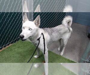 Siberian Husky Dogs for adoption in Downey, CA, USA