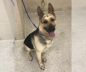 German Shepherd Dog Dogs for adoption in Conroe, TX, USA