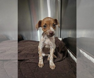 Australian Cattle Dog-Unknown Mix Dogs for adoption in El Centro, CA, USA