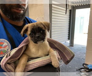 Pug Dogs for adoption in San Bernardino, CA, USA