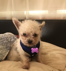 Poodle (Miniature) Dogs for adoption in Mission viejo, CA, USA