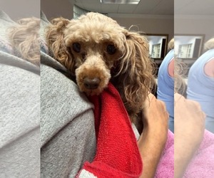 Poodle (Miniature) Dogs for adoption in Holly Springs, NC, USA