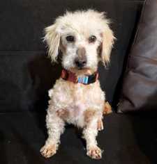 Poodle (Standard) Dogs for adoption in Mundelein, IL, USA